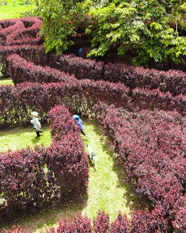 laberinto-mil-caminos-10 - Alquiler de fincas en el quindio