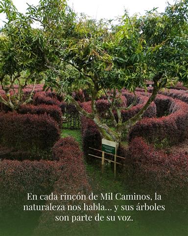 laberinto-mil-caminos-15 - Alquiler de fincas en el quindio