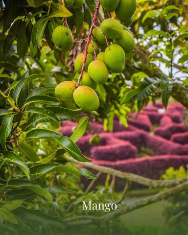 laberinto-mil-caminos-16 - Alquiler de fincas en el quindio